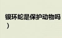 银环蛇是保护动物吗（银环蛇是不是保护动物）