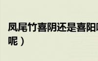 凤尾竹喜阴还是喜阳啊（凤尾竹喜阴还是喜阳呢）