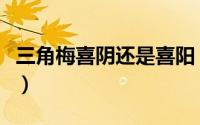 三角梅喜阴还是喜阳（三角梅喜阴还是喜阳呢）