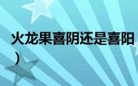 火龙果喜阴还是喜阳（火龙果喜阴还是喜阳呢）