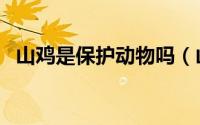 山鸡是保护动物吗（山鸡属于保护动物吗）
