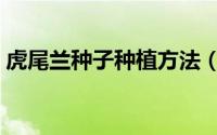 虎尾兰种子种植方法（虎尾兰种子如何种植）