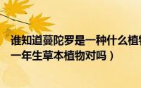 谁知道蔓陀罗是一种什么植物（曼陀罗是茄科野生直立木质一年生草本植物对吗）