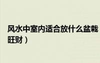 风水中室内适合放什么盆栽（在室内种什么盆栽可以让风水旺财）