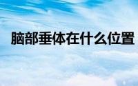 脑部垂体在什么位置（脑垂体位置是哪里）