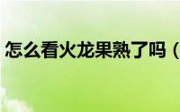 怎么看火龙果熟了吗（如何看火龙果熟了吗）