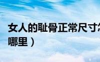 女人的耻骨正常尺寸怎么计算（女人的耻骨在哪里）