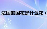 法国的国花是什么花（什么花是法国的国花）