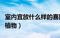 室内宜放什么样的喜阴植物（室内宜放啥喜阴植物）