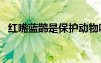 红嘴蓝鹊是保护动物吗（红嘴蓝鹊是什么）