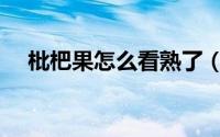 枇杷果怎么看熟了（枇杷果如何看熟了）