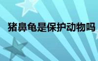 猪鼻龟是保护动物吗（猪鼻龟是什么动物）