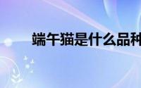 端午猫是什么品种（端午猫的简介）