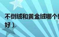 不倒绒和黄金绒哪个好（不倒绒和黄金绒哪个好）