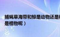 捕蝇草海带和鲸是动物还是植物（捕蝇草海带和鲸是动物还是植物呢）