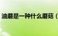 油蘑是一种什么蘑菇（油蘑是一种哪种蘑菇）