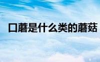 口蘑是什么类的蘑菇（口蘑是哪类的蘑菇）