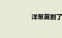 洋葱苗割了还会再长吗