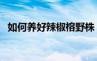 如何养好辣椒榕野株（辣椒榕野株的方法）