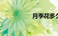 月季花多久浇一次水