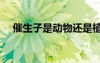 催生子是动物还是植物（催生子是什么）