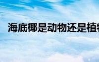 海底椰是动物还是植物（海底椰是动物吗）