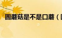 圆蘑菇是不是口蘑（圆蘑菇跟口蘑一样吗）