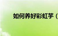如何养好彩虹芋（怎样养好彩虹芋）