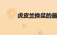 虎皮兰换盆的最佳时间是几月份