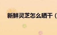 新鲜灵芝怎么晒干（新鲜灵芝如何晒干）