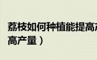 荔枝如何种植能提高产量（荔枝怎么种植能提高产量）