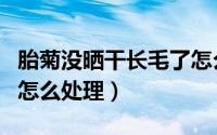 胎菊没晒干长毛了怎么办（胎菊没晒干长毛了怎么处理）