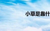 小草是靠什么传播种子