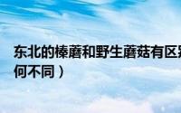 东北的榛蘑和野生蘑菇有区别吗（东北的榛蘑和野生蘑菇有何不同）