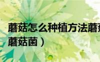 蘑菇怎么种植方法蘑菇菌（蘑菇如何种植方法蘑菇菌）
