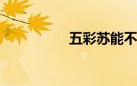 五彩苏能不能种在家里