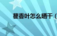 雚香叶怎么晒干（雚香叶如何晒干）