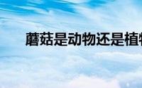 蘑菇是动物还是植物（蘑菇是动物吗）