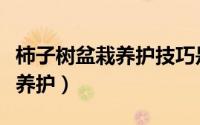 柿子树盆栽养护技巧是什么（柿子树盆栽怎么养护）