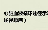心脏血液循环途径示意图简图（心脏血液循环途径顺序）