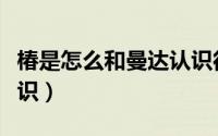 椿是怎么和曼达认识得（椿是与曼达是怎么认识）