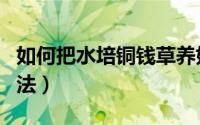 如何把水培铜钱草养好（水培铜钱草的养殖方法）
