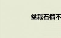 盆栽石榴不冬眠能行吗