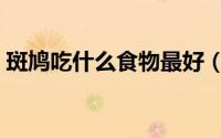 斑鸠吃什么食物最好（斑鸠吃哪些食物最好）
