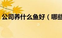 公司养什么鱼好（哪些鱼适合养在办公场所）