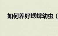 如何养好蟋蟀幼虫（怎么养好蟋蟀幼虫）