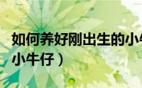 如何养好刚出生的小牛仔（怎么养好刚出生的小牛仔）