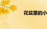 花盆里的小蜈蚣怎么灭