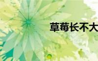 草莓长不大就红了原因