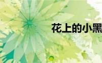 花上的小黑虫用什么药